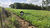 Sítio, 49 hectares - Foto 2