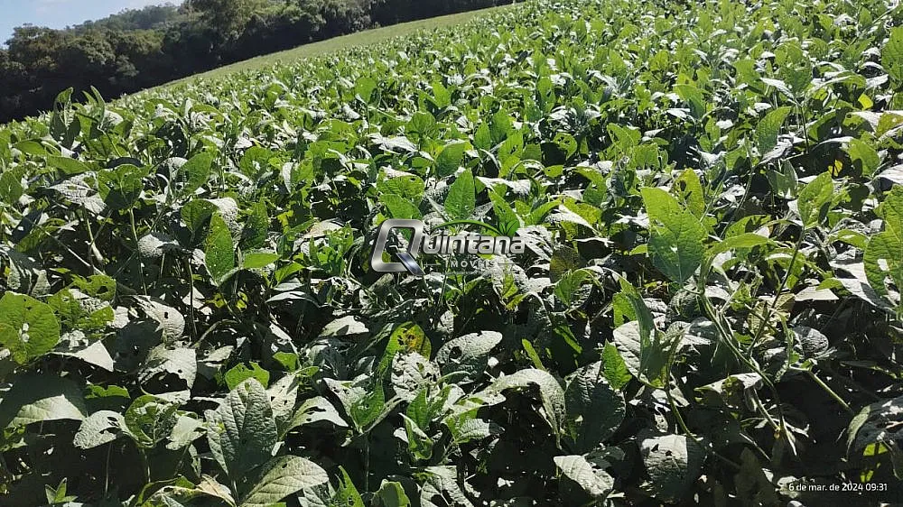 Fazenda, 390 hectares - Foto 1