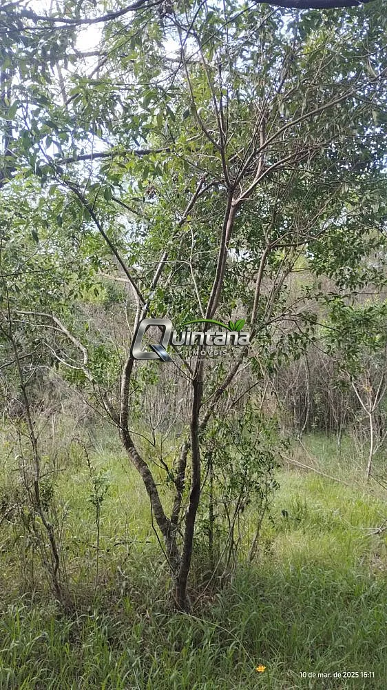 Fazenda, 70 hectares - Foto 19