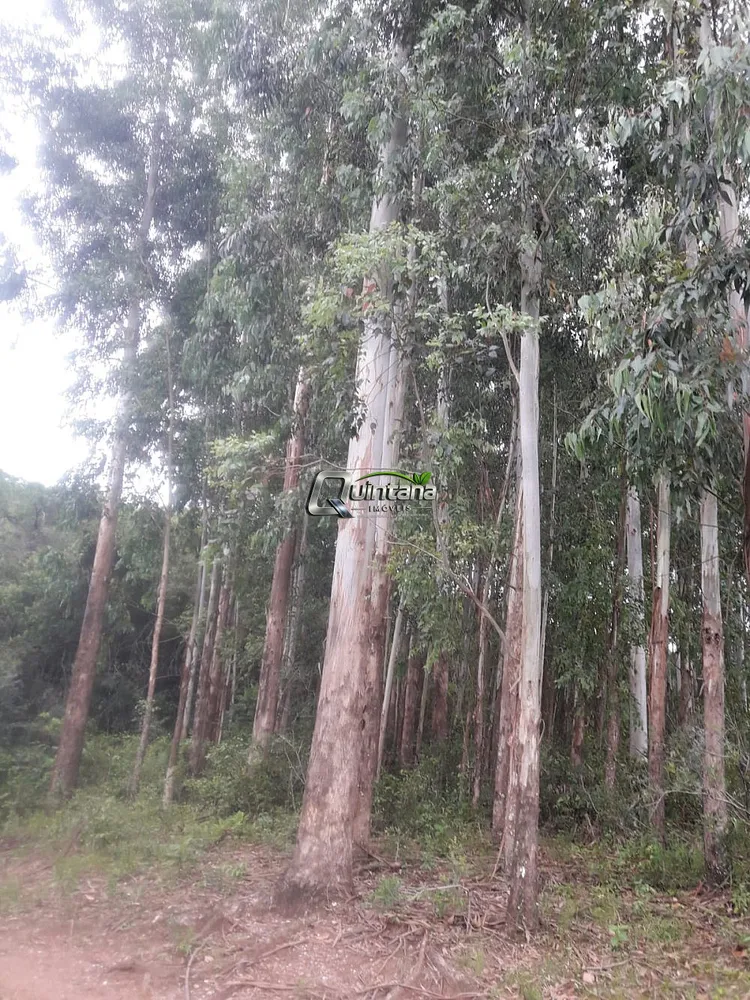 Fazenda, 210 hectares - Foto 15