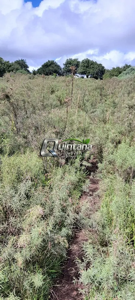 Sítio, 42 hectares - Foto 1