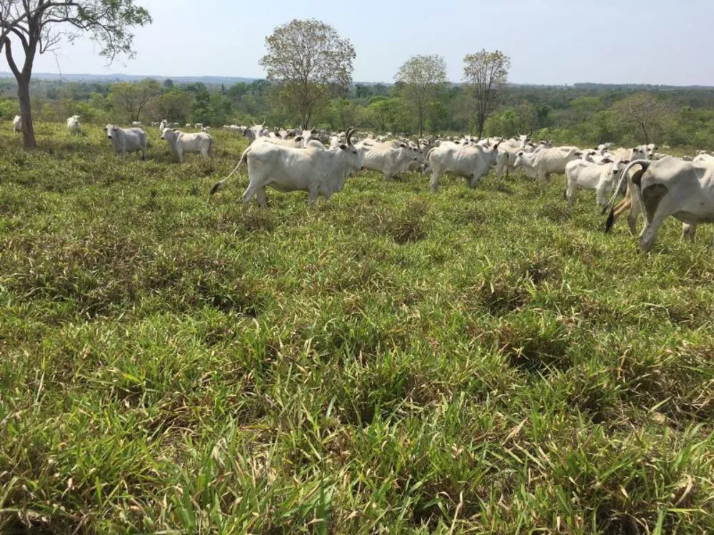 Fazenda à venda - Foto 4