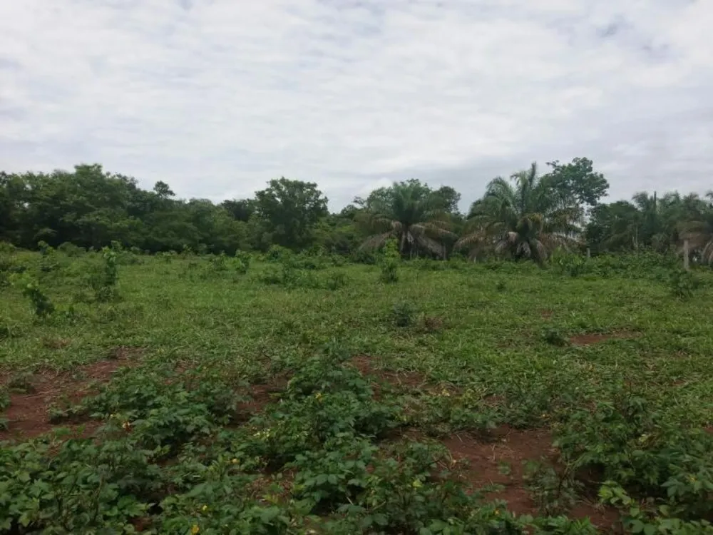 Fazenda - Foto 4