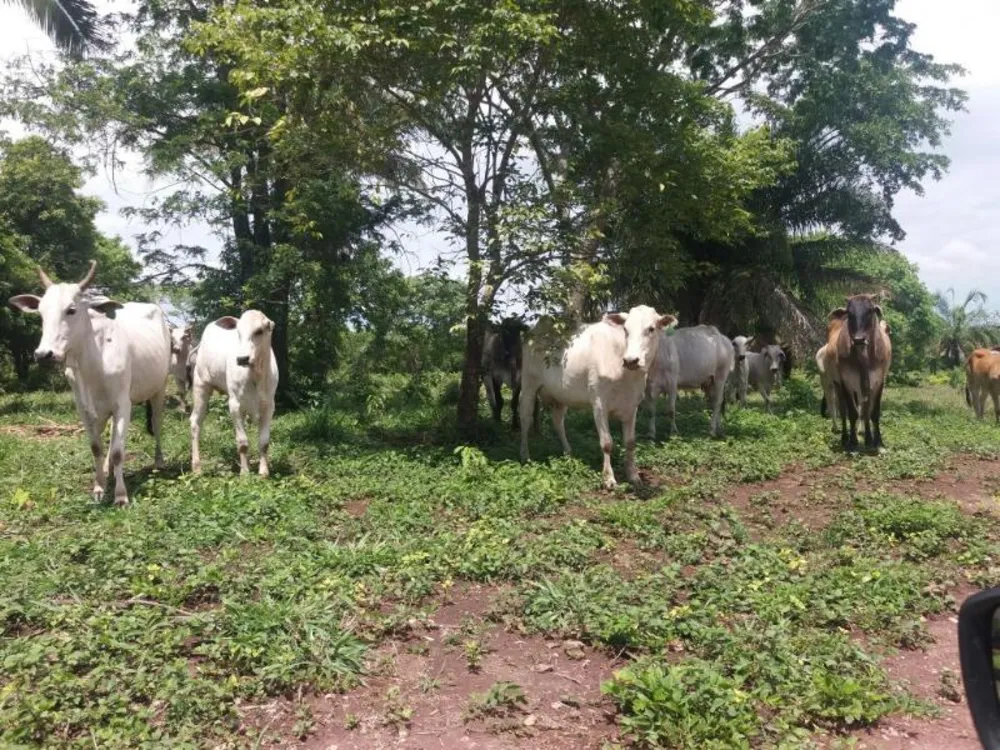 Fazenda - Foto 7