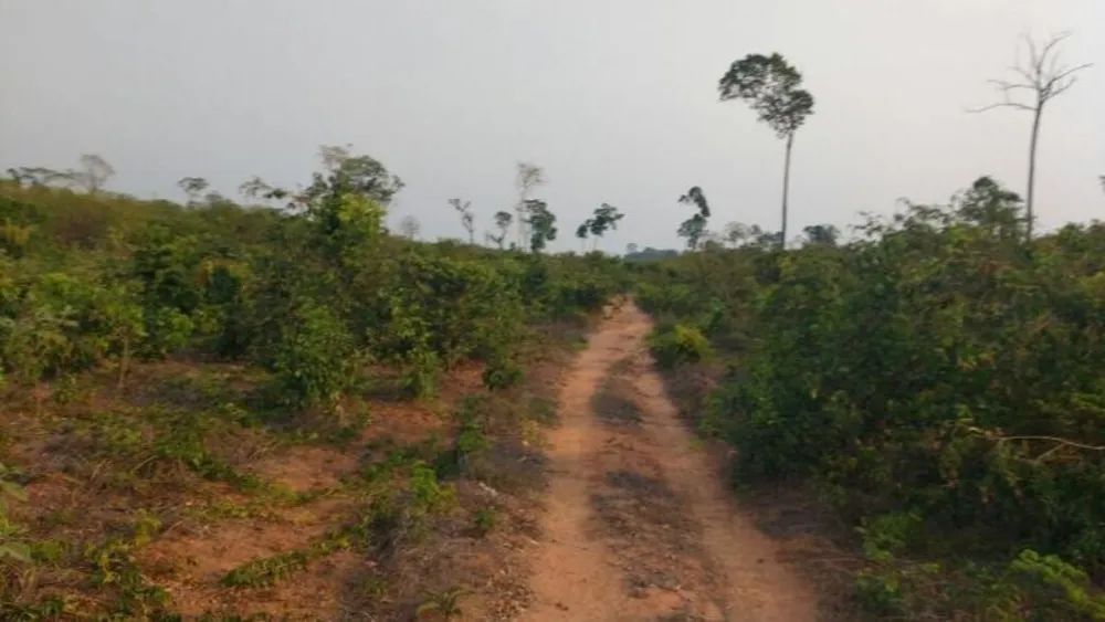 Fazenda - Foto 3