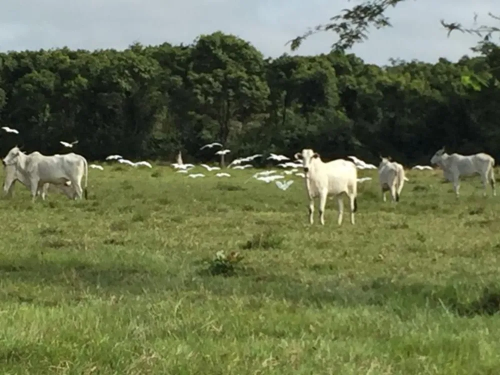Fazenda - Foto 7
