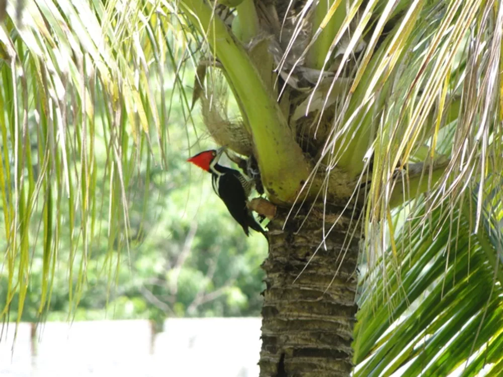 Fazenda à venda - Foto 4