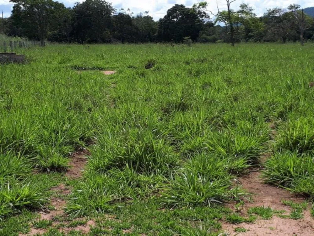Fazenda - Foto 8