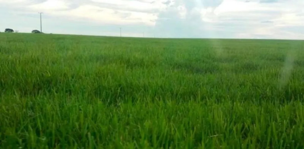 Fazenda - Foto 6