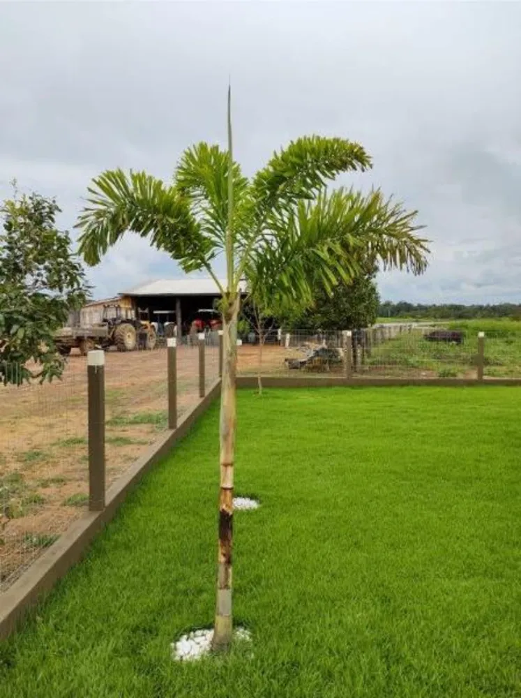 Fazenda - Foto 9