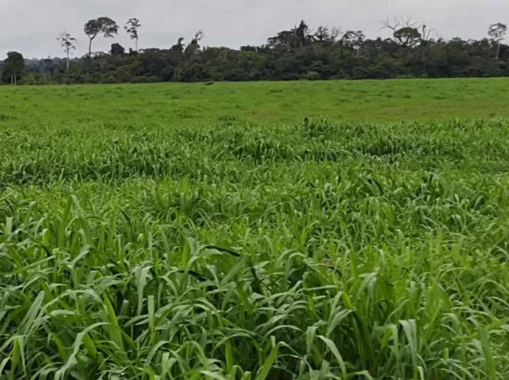 Fazenda à venda - Foto 5