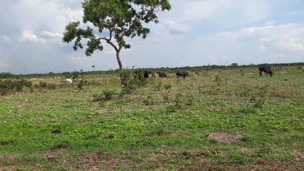 Fazenda - Foto 17