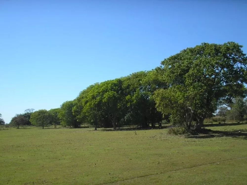 Fazenda à venda - Foto 7