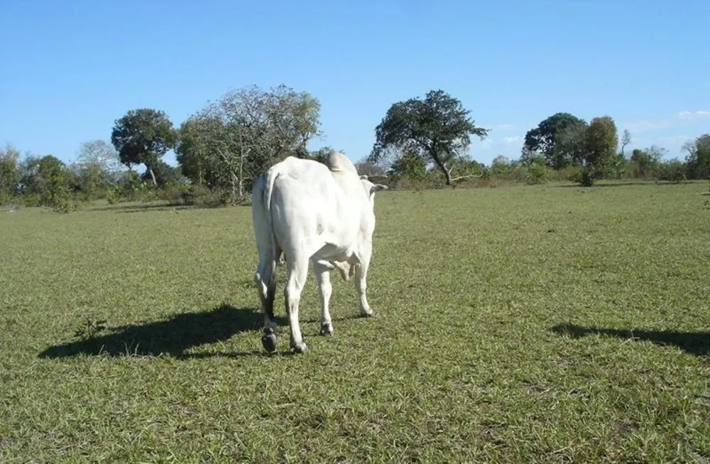 Fazenda - Foto 12