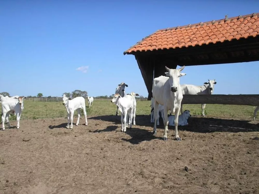 Fazenda à venda - Foto 4