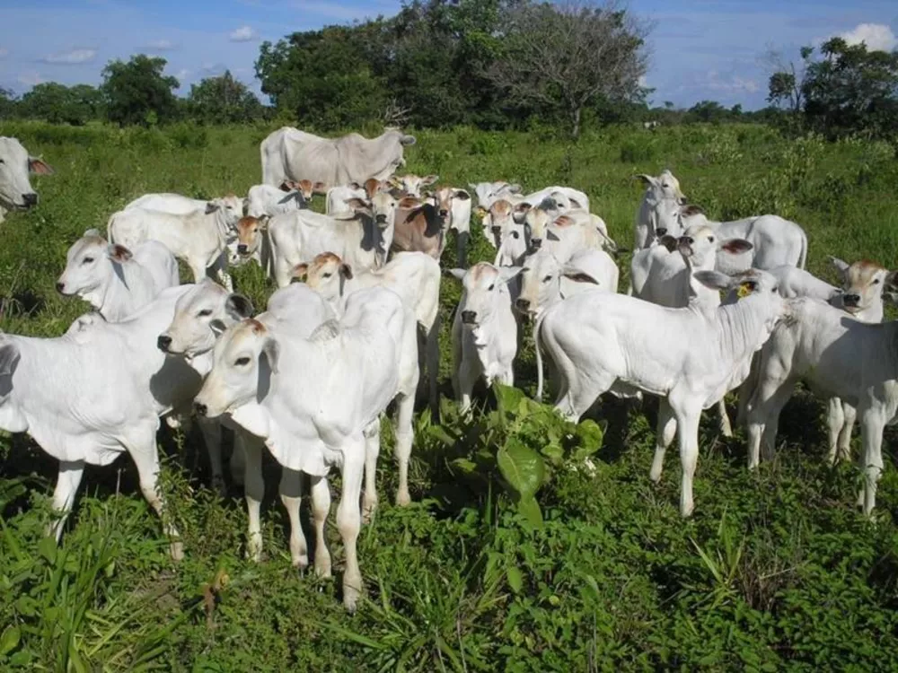 Fazenda à venda - Foto 6