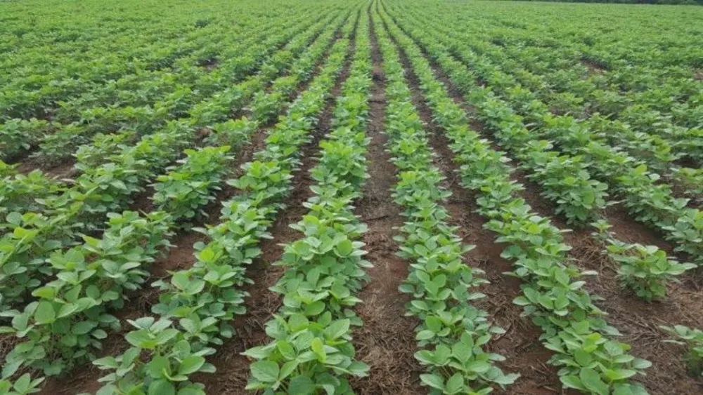 Fazenda - Foto 10