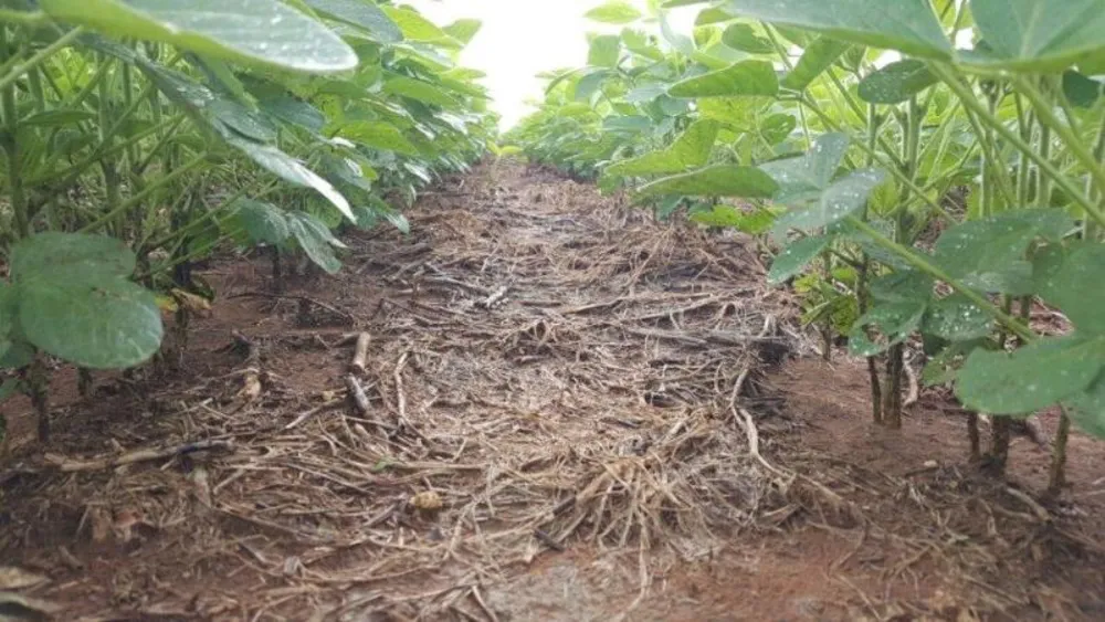 Fazenda - Foto 9