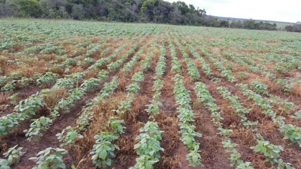 Fazenda - Foto 11