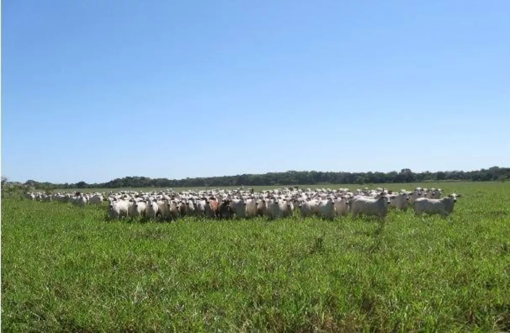 Fazenda à venda - Foto 4