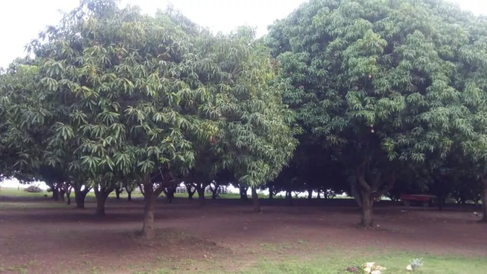 Fazenda à venda - Foto 4