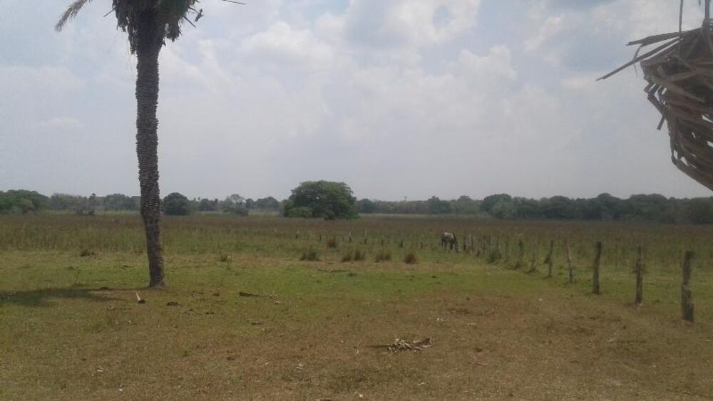Fazenda à venda - Foto 4
