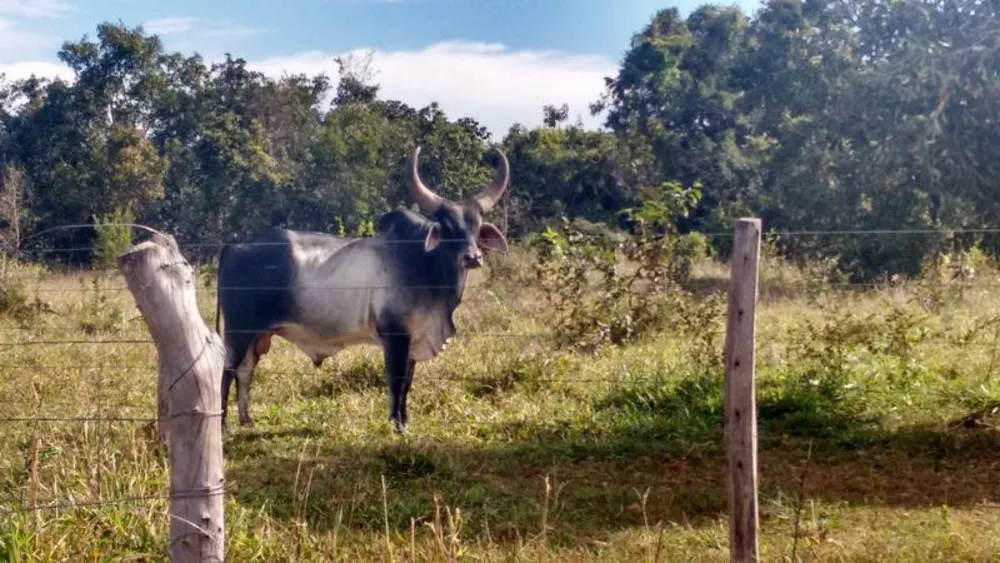 Fazenda - Foto 8