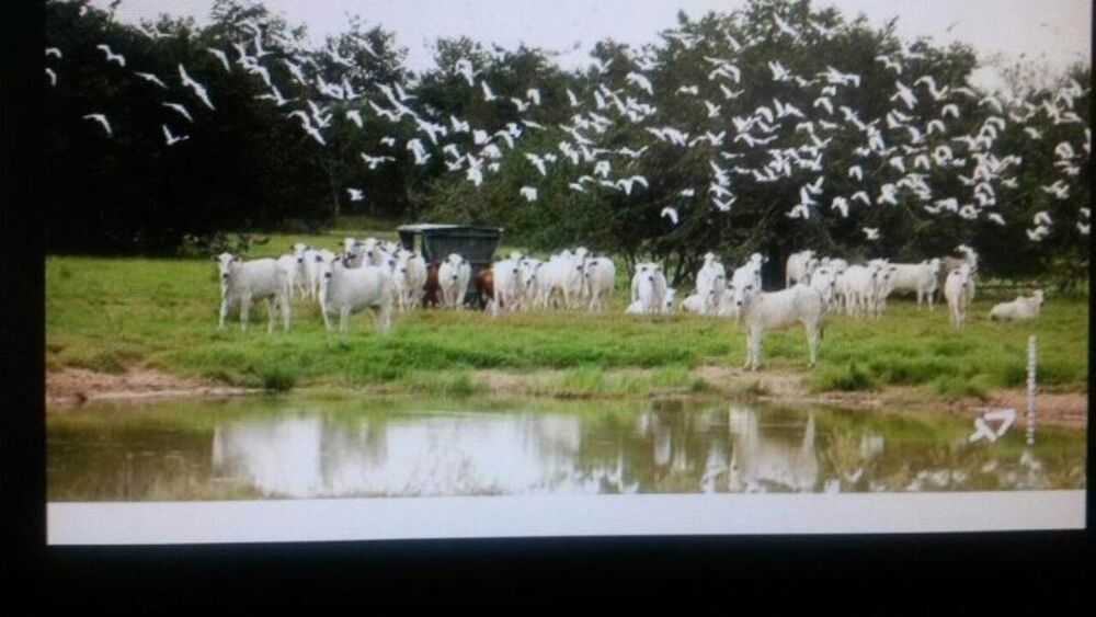 Fazenda - Foto 8