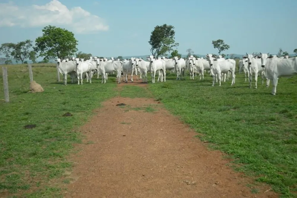 Fazenda - Foto 10
