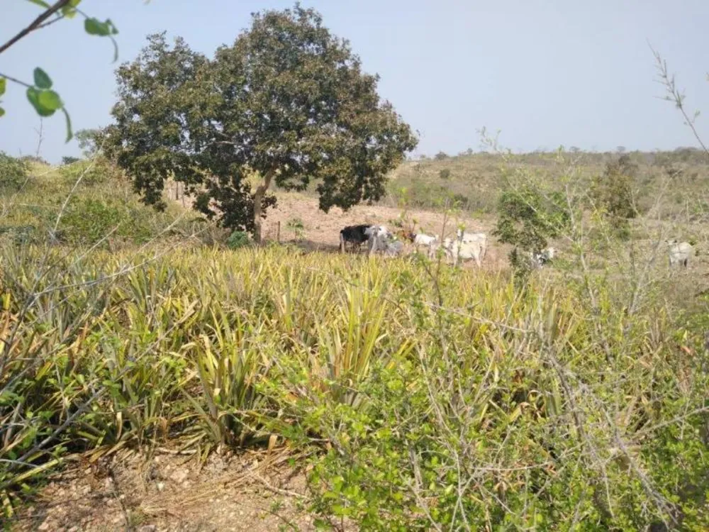 Fazenda - Foto 18