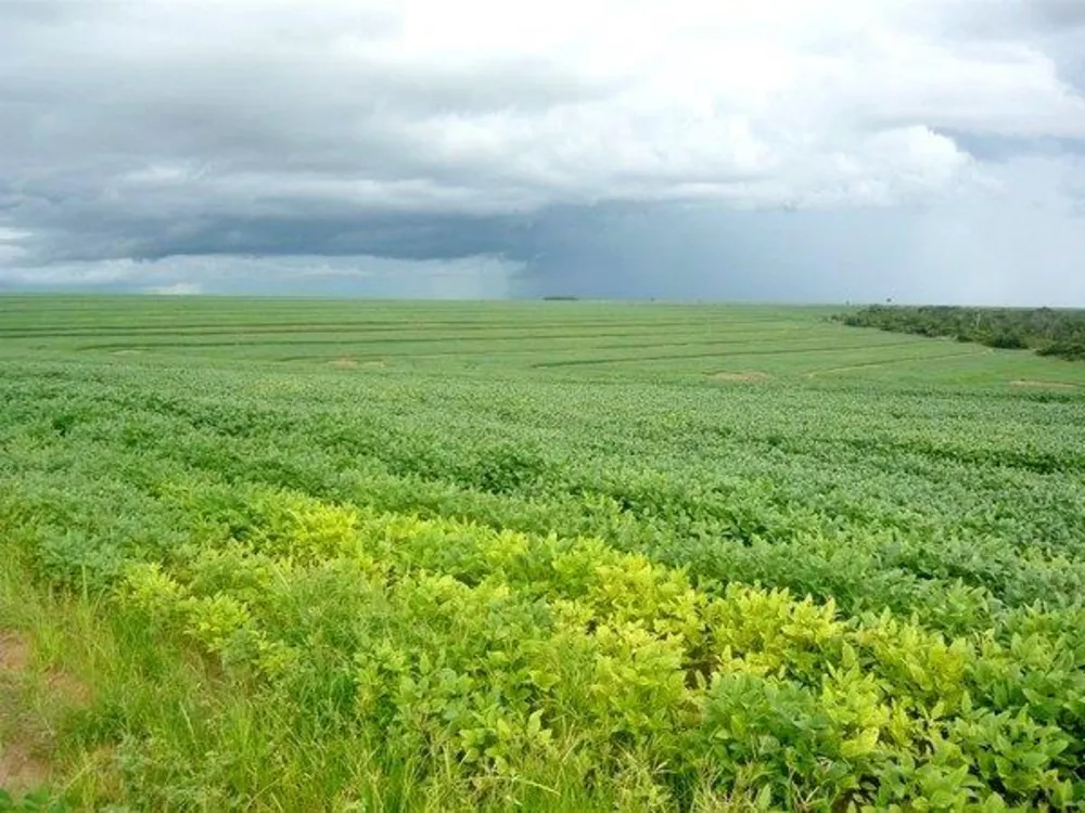 Fazenda - Foto 15