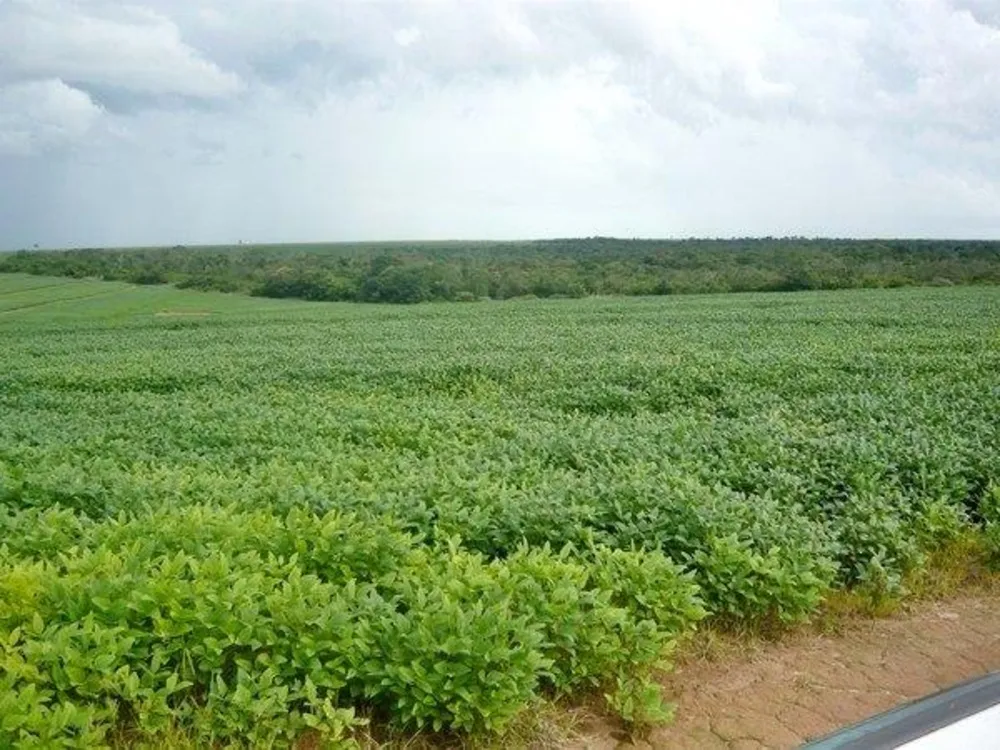 Fazenda - Foto 16