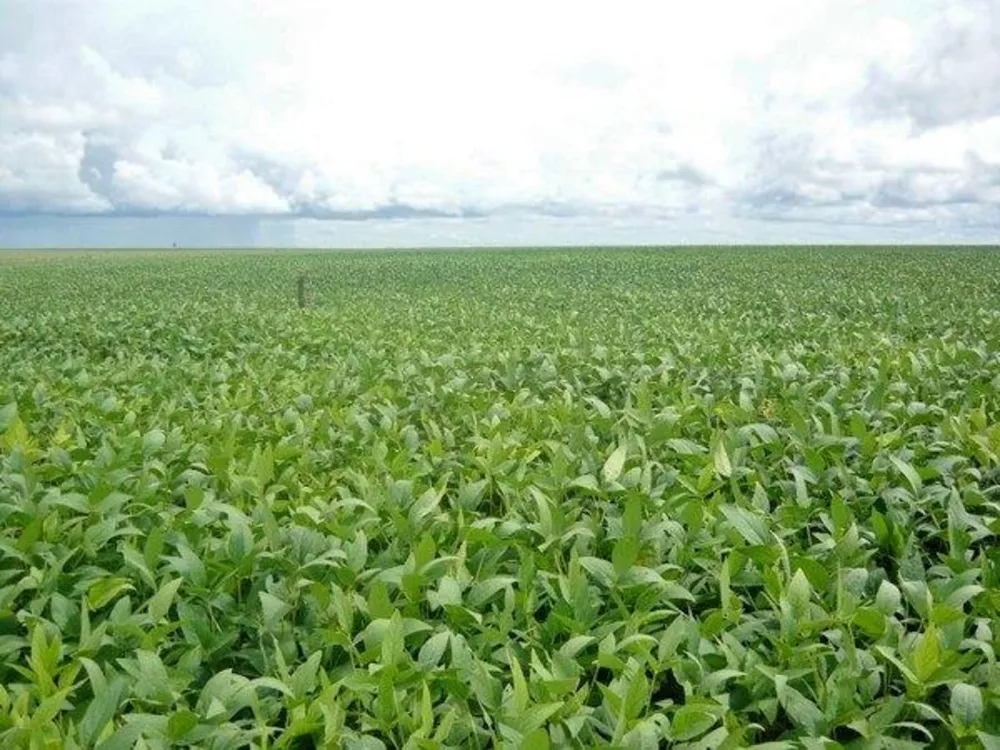 Fazenda - Foto 17