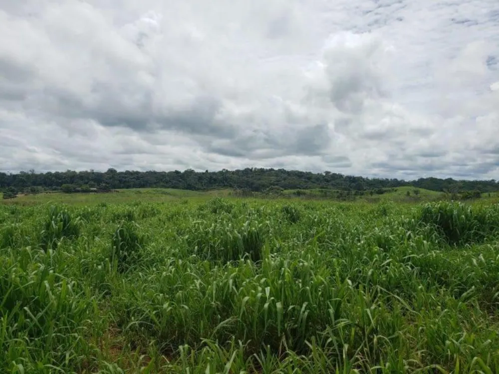 Fazenda - Foto 1