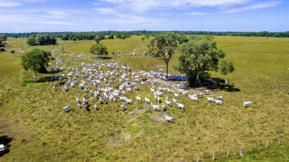 Fazenda - Foto 1