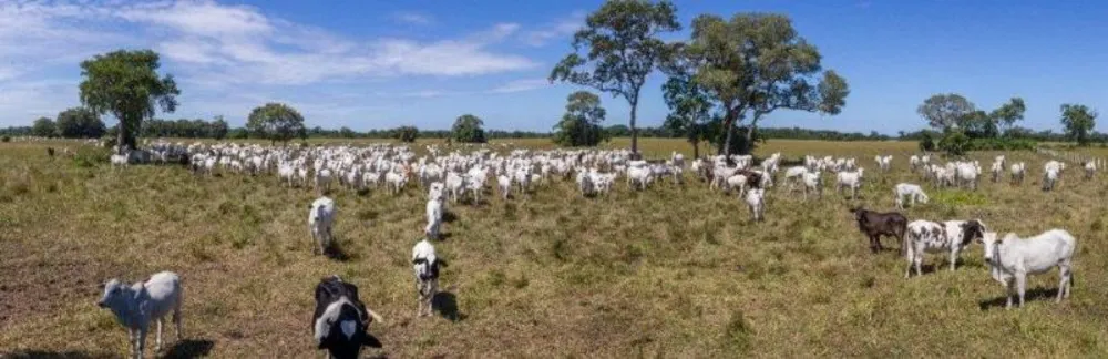 Fazenda - Foto 7