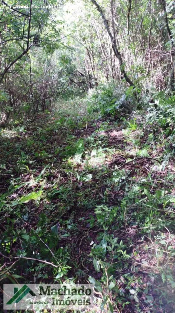 Terreno, 2 hectares - Foto 6