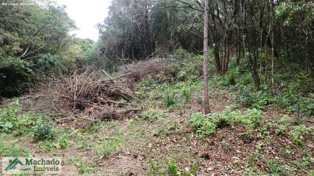 Terreno, 2 hectares - Foto 4