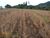 Loteamento e Condomínio, 79 hectares - Foto 1