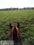 Fazenda-Sítio-Chácara, 440 hectares - Foto 3