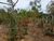 Chácara, 4 quartos, 2 hectares - Foto 4