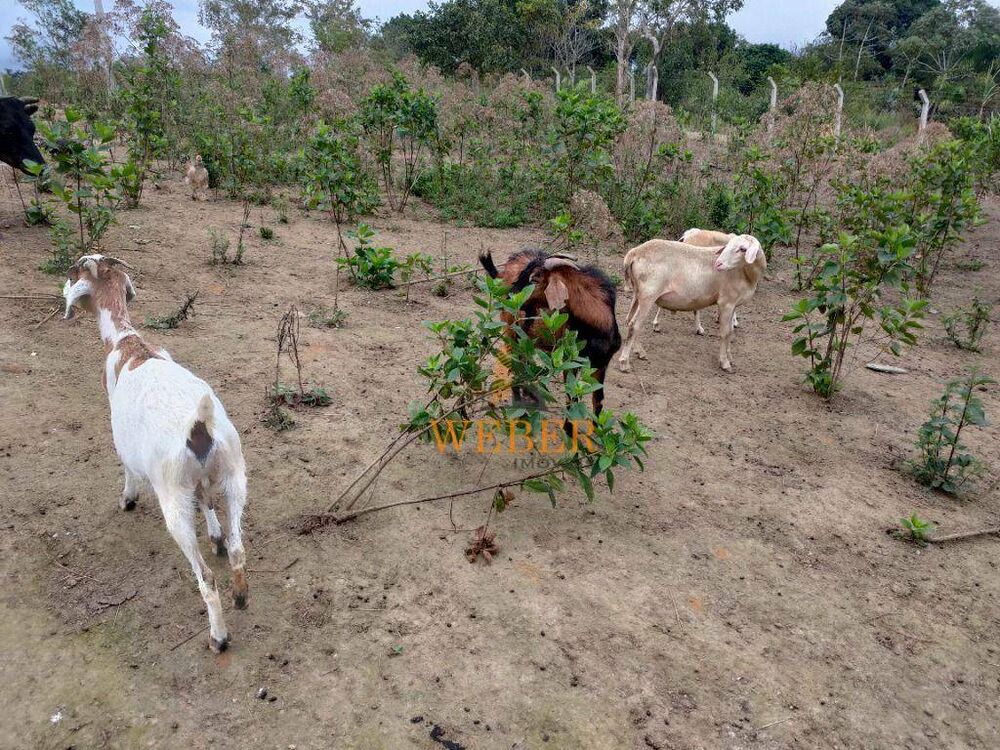 Terreno, 2300 m² - Foto 13