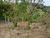 Terreno, 2300 m² - Foto 3