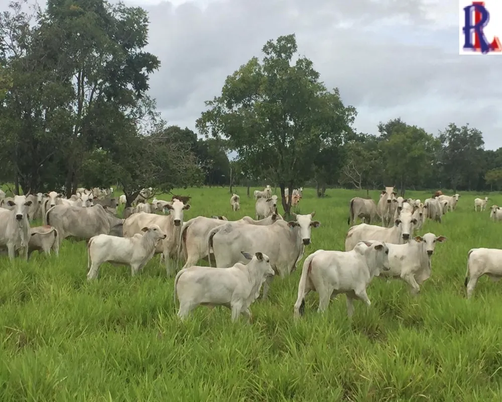 Fazenda - Foto 1