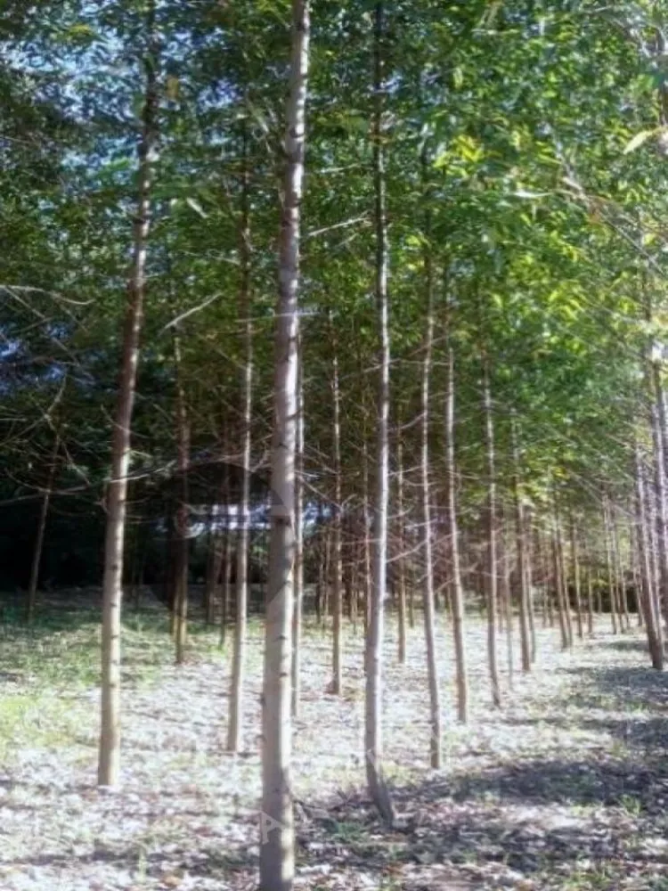 Sítio, 2 quartos, 1 hectares - Foto 2