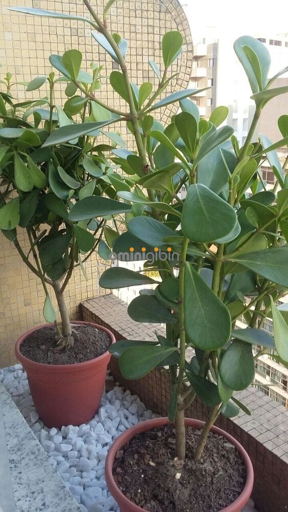 Apartamento, 35 m² - Foto 1