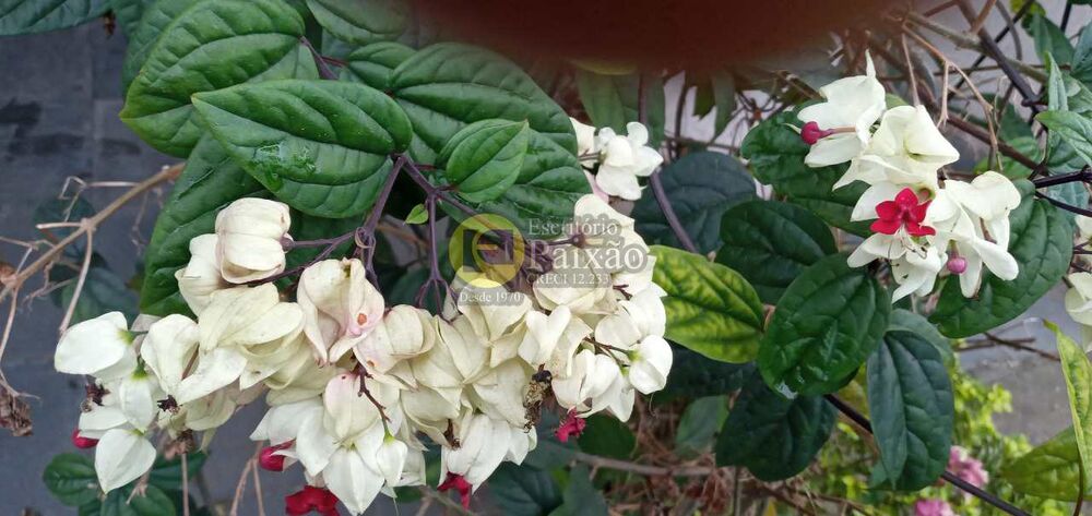 Sobrado, 4 quartos, 600 m² - Foto 4