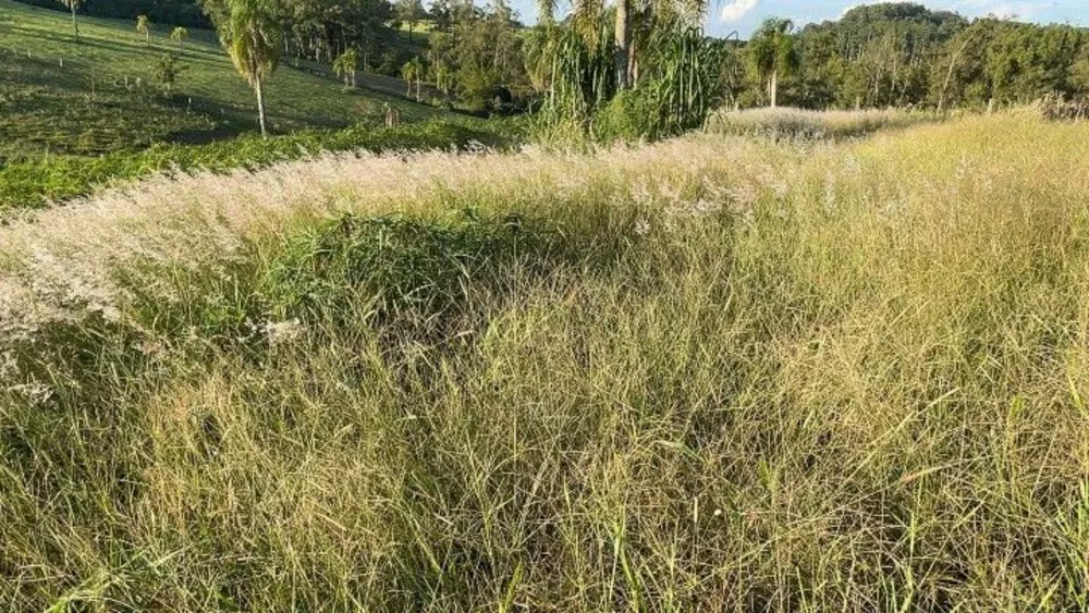 Fazenda à venda com 2 quartos, 60000m² - Foto 3