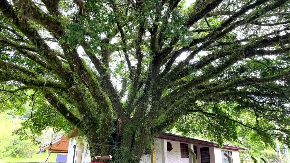 Fazenda à venda com 3 quartos, 10000m² - Foto 3