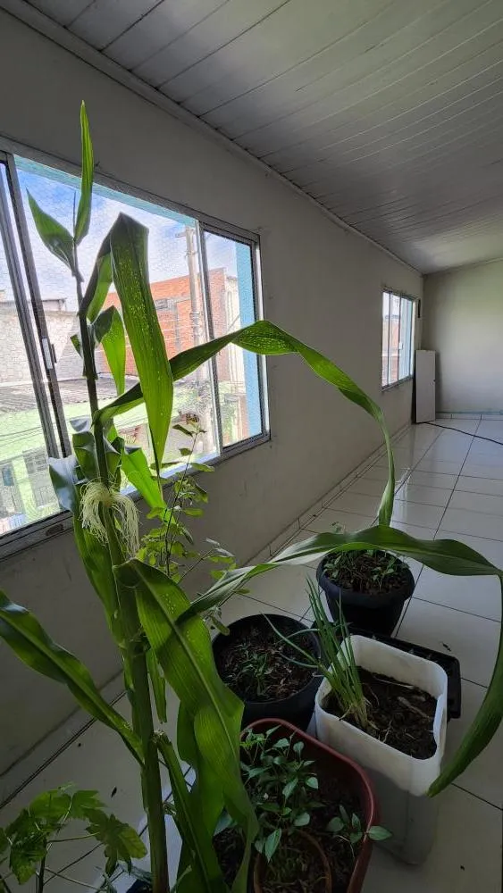 Casa, 6 quartos, 250 m² - Foto 5